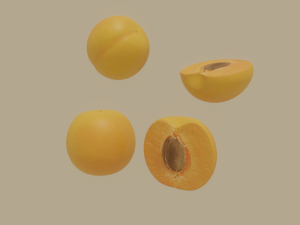 apricot 3D 모델