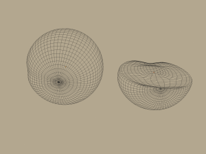 apricot Model 3D