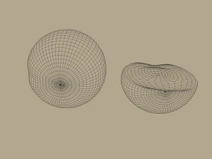 apricot 3D Model