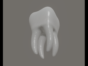 tooth 3Dモデル