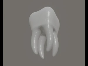 tooth 3D Model