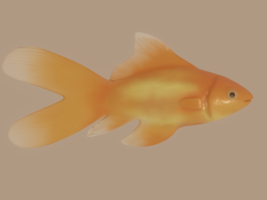 goldfish 3D Model