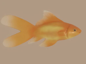 ikan mas Model 3D