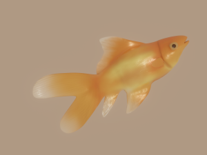 goldfish 3D Model