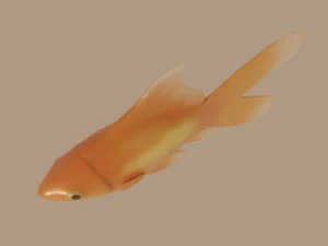 ikan mas Model 3D
