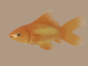 ikan mas Model 3D