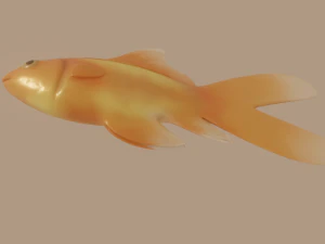 ikan mas Model 3D