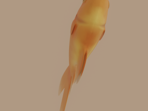 goldfish 3D Model