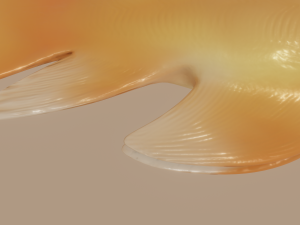 goldfish 3D Model