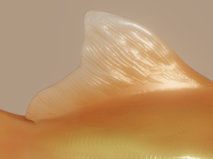 goldfish 3D Model