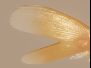goldfish 3D Model