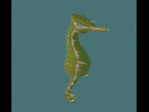seahorse 3D Модель