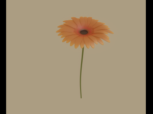 gerbera flower 3D 模型
