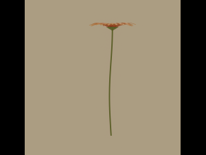 gerbera flower Model 3D