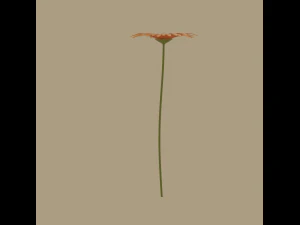 gerbera flower 3D Model