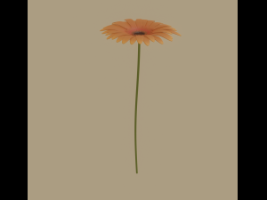 gerbera flower Model 3D