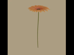 gerbera flower 3D Model