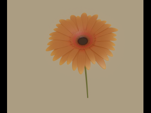 gerbera flower Model 3D