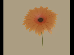 gerbera flower 3D Model