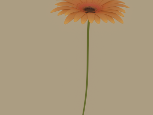 gerbera flower Model 3D