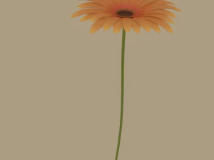 gerbera flower 3D Model