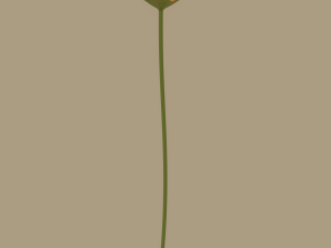 gerbera flower Model 3D