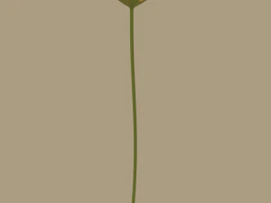 gerbera flower 3D Model
