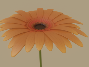 gerbera flower Model 3D