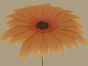 gerbera flower Model 3D