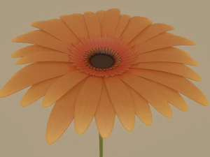 gerbera flower 3D Model