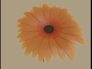 gerbera flower Model 3D