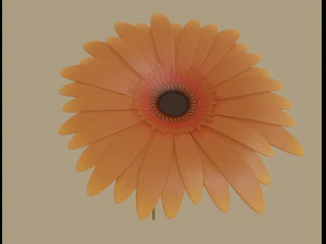 gerbera flower 3D Model
