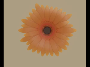 gerbera flower 3D Model