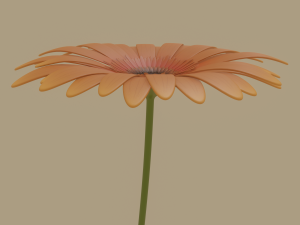gerbera flower Model 3D