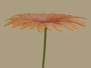 gerbera flower 3D Model