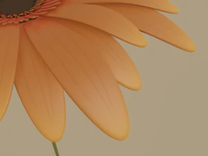 gerbera flower 3D Model