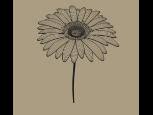 gerbera flower Model 3D