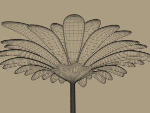 gerbera flower Model 3D
