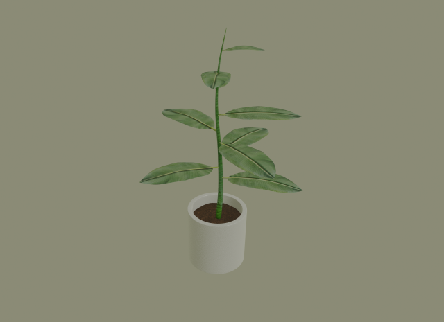 exotic indoor plant Modelo 3D .c4d .max .obj .3ds .fbx .stl .blend 