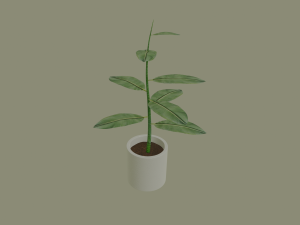 exotic indoor plant 3D Model
