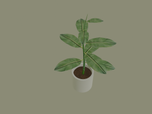 exotic indoor plant Modelo 3D