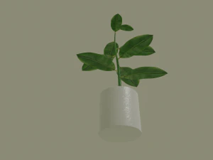 exotic indoor plant 3D Model