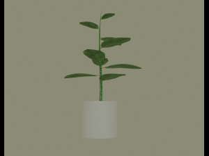 exotic indoor plant Modelo 3D