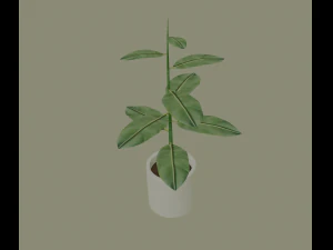 exotic indoor plant 3D Model