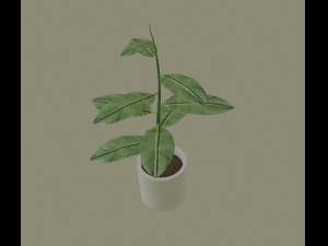 exotic indoor plant Modelo 3D