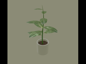 exotic indoor plant Modelo 3D
