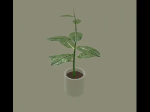 exotic indoor plant 3D Model