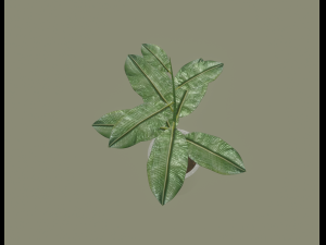 exotic indoor plant Modelo 3D