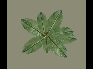 exotic indoor plant Modelo 3D