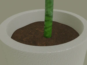 exotic indoor plant 3D Model